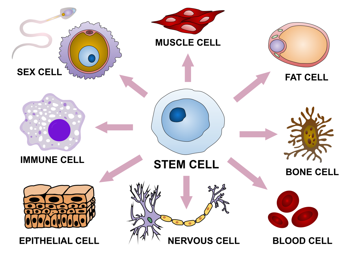 Different human cell types