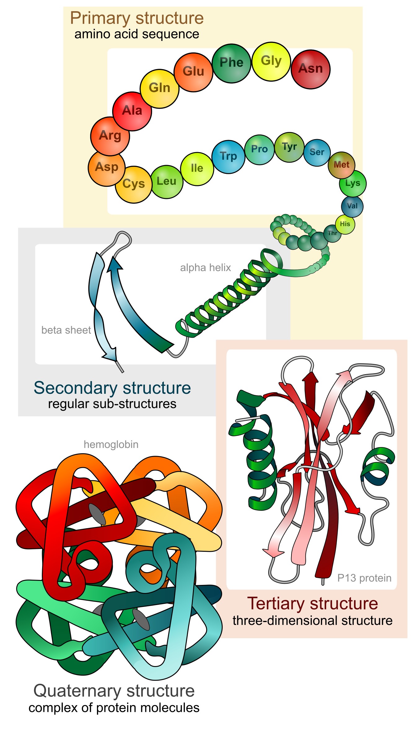 The four levels of protein structure