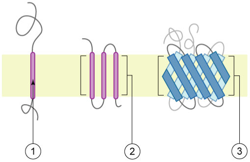 Three different types of transmembrane proteins