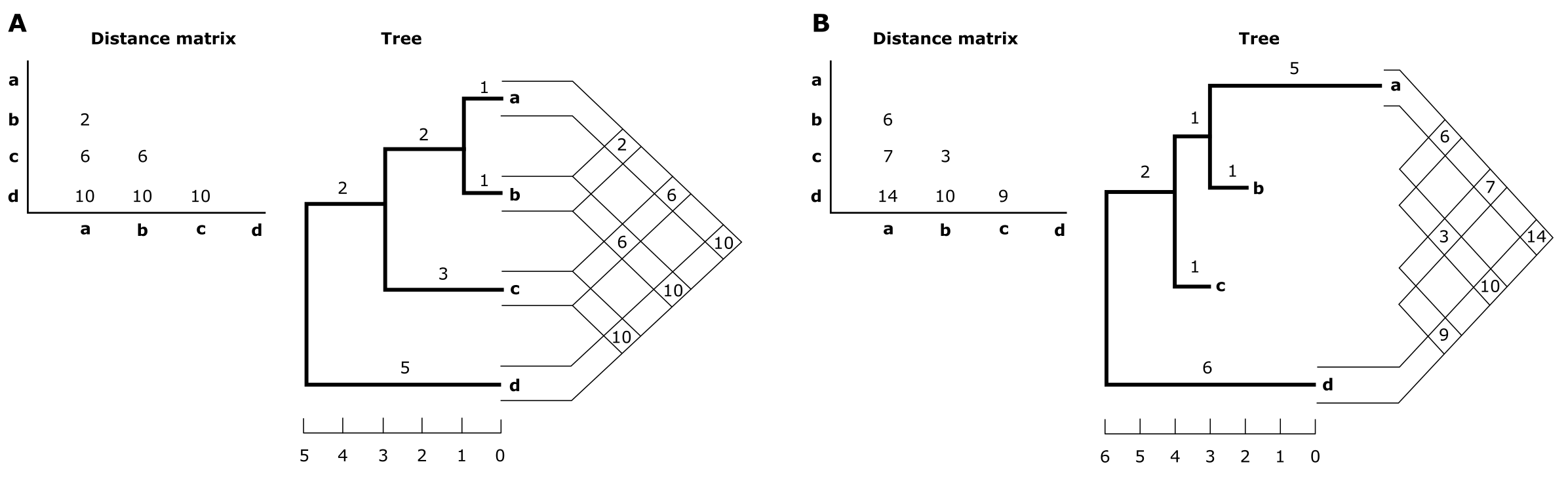 Comparison between ultrametric distance matrix and tree to additive distance matrix and tree.