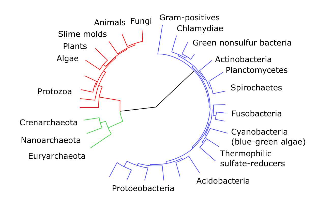 An unrooted tree of groups of archea, bacteria and eukarya.